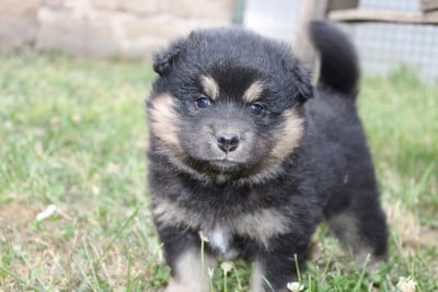 Les chiots de Chien finnois de Laponie