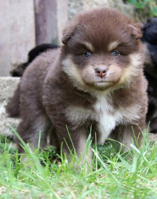 Les chiots de Chien finnois de Laponie