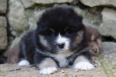 Les chiots de Chien finnois de Laponie