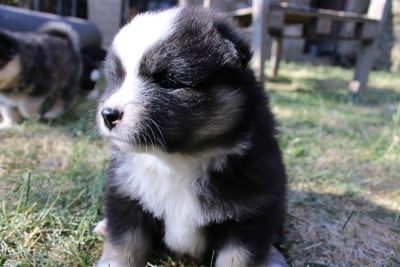 Les chiots de Chien finnois de Laponie