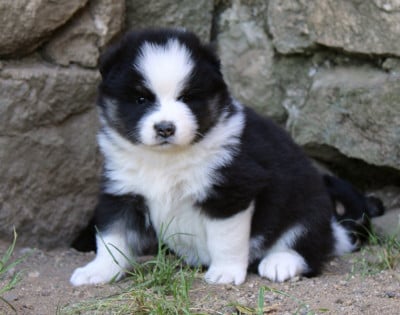 Les chiots de Chien finnois de Laponie