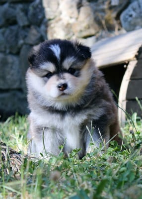Les chiots de Chien finnois de Laponie