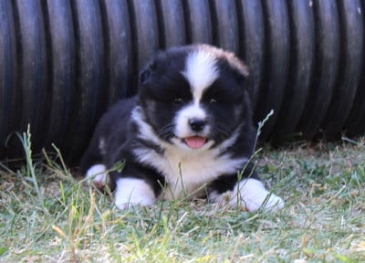Les chiots de Chien finnois de Laponie