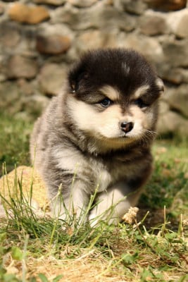 Les chiots de Chien finnois de Laponie