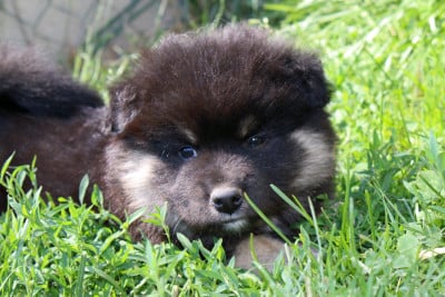 Les chiots de Chien finnois de Laponie