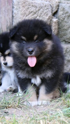Les chiots de Chien finnois de Laponie