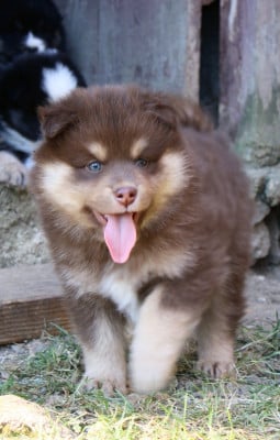Les chiots de Chien finnois de Laponie