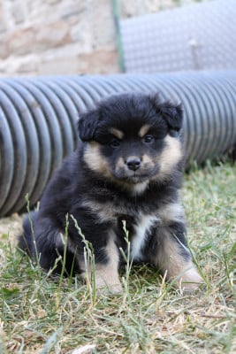Les chiots de Chien finnois de Laponie