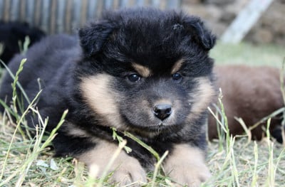 Les chiots de Chien finnois de Laponie