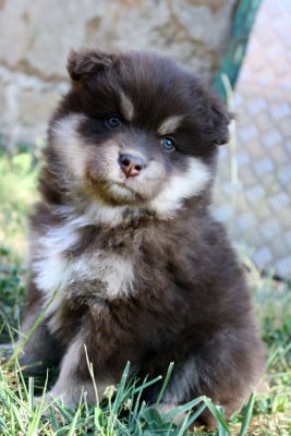 Les chiots de Chien finnois de Laponie