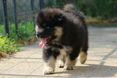 Les chiots de Chien finnois de Laponie