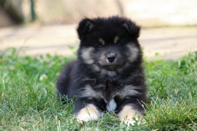 Les chiots de Chien finnois de Laponie