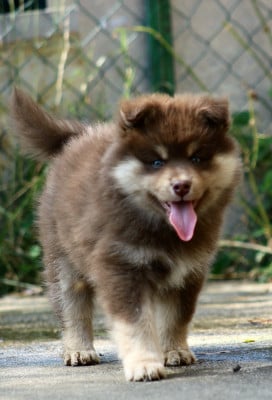 Les chiots de Chien finnois de Laponie