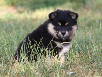 Les chiots de Chien finnois de Laponie
