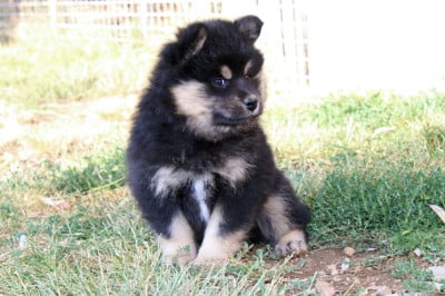 Les chiots de Chien finnois de Laponie