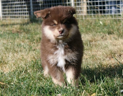 Les chiots de Chien finnois de Laponie