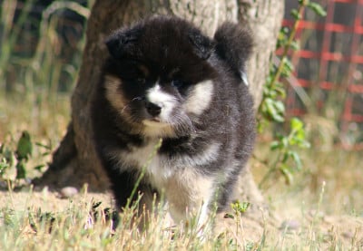 Les chiots de Chien finnois de Laponie