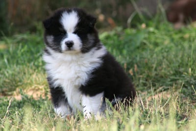 Les chiots de Chien finnois de Laponie