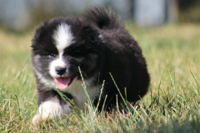 Les chiots de Chien finnois de Laponie
