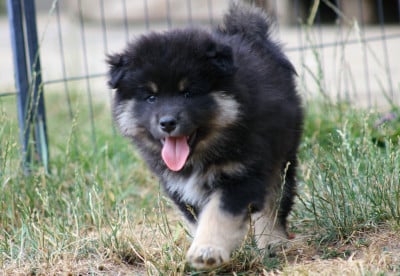 Les chiots de Chien finnois de Laponie