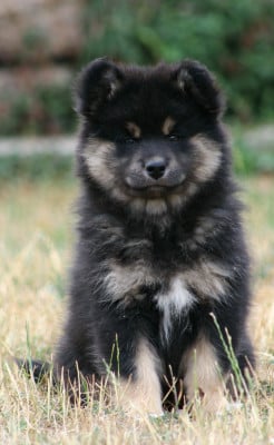 Les chiots de Chien finnois de Laponie