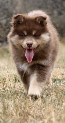 Les chiots de Chien finnois de Laponie