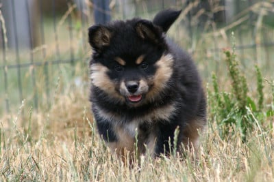 Les chiots de Chien finnois de Laponie