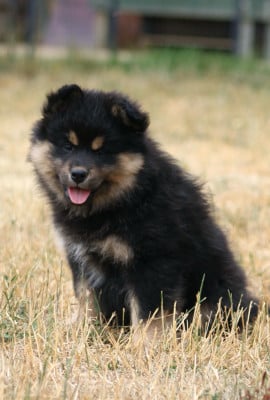 Les chiots de Chien finnois de Laponie