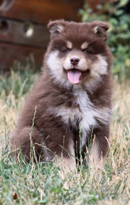Les chiots de Chien finnois de Laponie