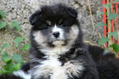 Les chiots de Chien finnois de Laponie