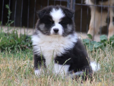 Les chiots de Chien finnois de Laponie