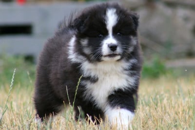 Les chiots de Chien finnois de Laponie