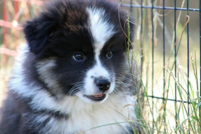 Les chiots de Chien finnois de Laponie