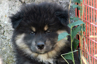 Les chiots de Chien finnois de Laponie