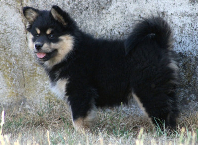 Les chiots de Chien finnois de Laponie