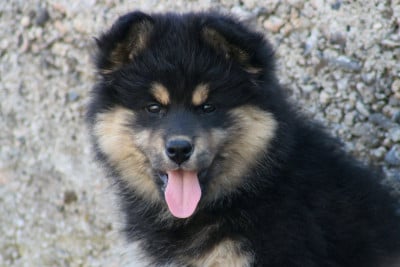 Les chiots de Chien finnois de Laponie