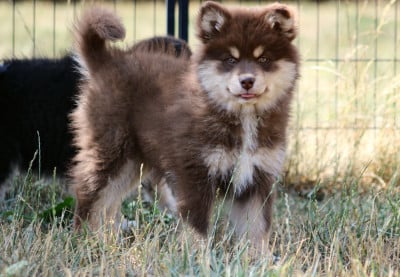Les chiots de Chien finnois de Laponie