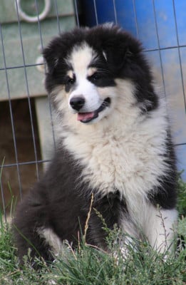 Les chiots de Chien finnois de Laponie