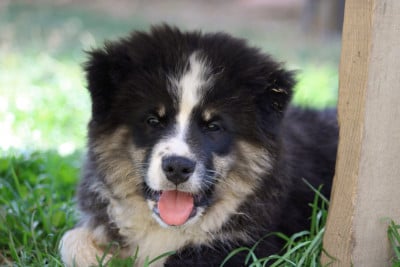 Les chiots de Chien finnois de Laponie
