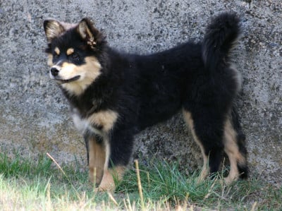 Chien finnois de Laponie