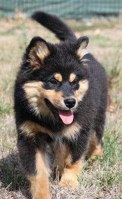 Les chiots de Chien finnois de Laponie