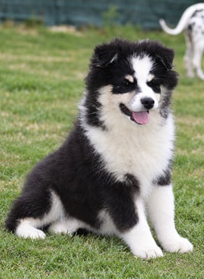 Chien finnois de Laponie
