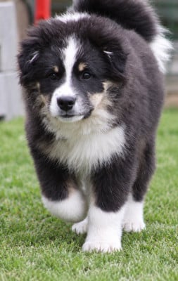 Les chiots de Chien finnois de Laponie