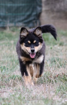 Les chiots de Chien finnois de Laponie