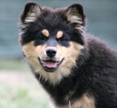 Les chiots de Chien finnois de Laponie
