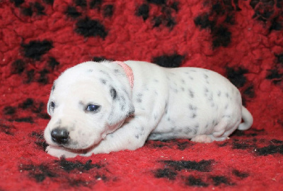 Les chiots de Dalmatien