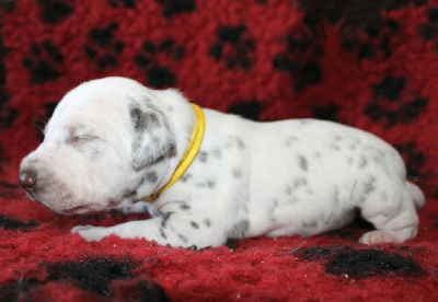 Les chiots de Dalmatien