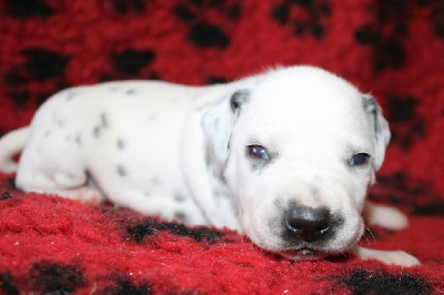 Les chiots de Dalmatien