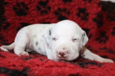 Les chiots de Dalmatien