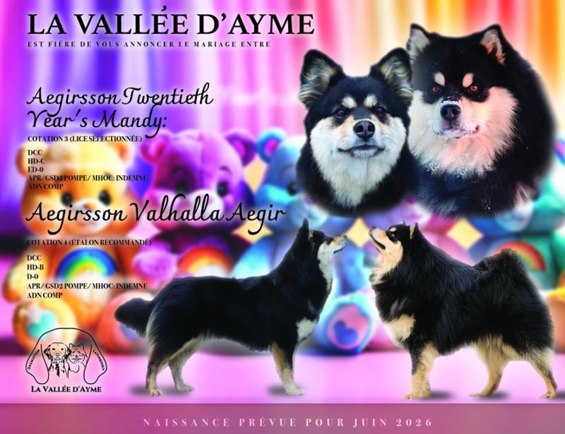 Chien finnois de Laponie - De La Vallée D'Ayme